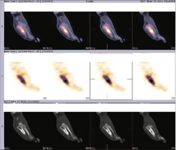 Orthopaedic