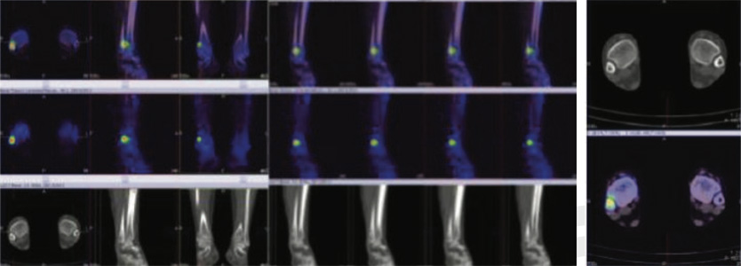 Orthopaedic