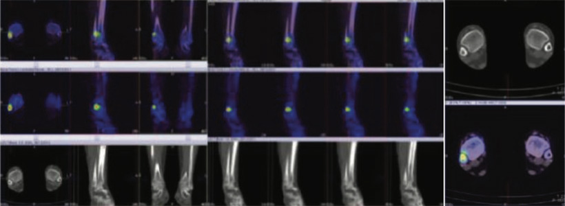 Orthopaedic